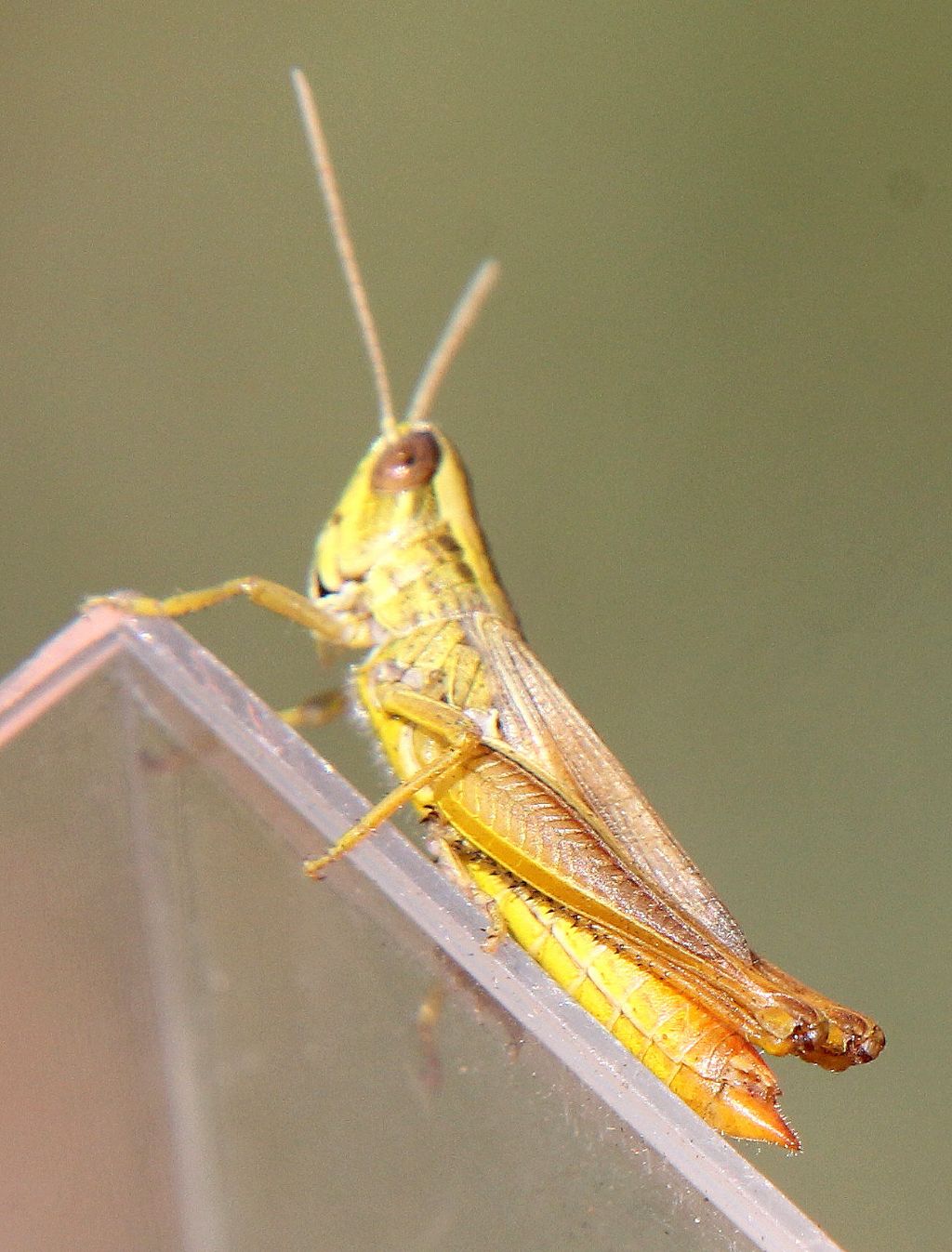 Euchorthippus declivus, maschio